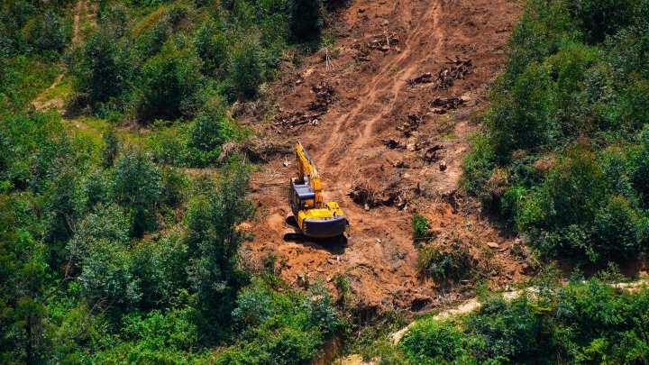 Евросовет добивается отсрочки и изменений в Регламенте ЕС о лесах