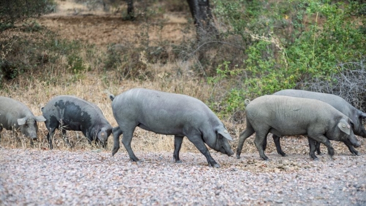 Великобритания смягчает ограничения на импорт испанской свинины после вспышки АЧС