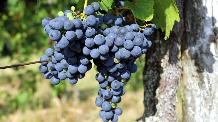 ЕС согласовал новый пакет мер поддержки для винодельческой отрасли